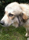 Pyr Gunner