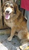 Pyr Gunner