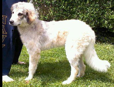 Pyr Norman