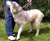 Pyr Norman