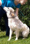 Pyr Norman