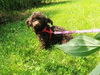 Coco Poodle
