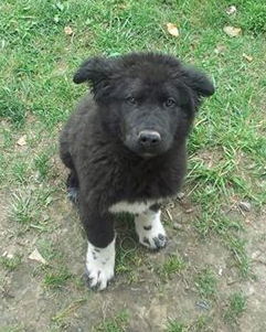 Sebastian Pup