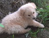 Tristan