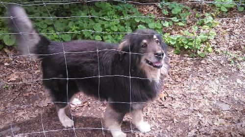 Shadow Dog