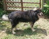 Shadow Dog