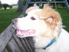 Poochie