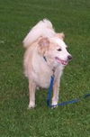 Poochie