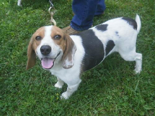 Scooter the Beagle