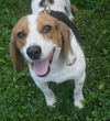 Scooter the Beagle