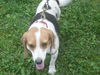 Scooter the Beagle