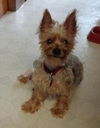 Keifer Yorkie