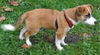 Punkin Pup
