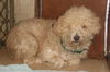 Poodle Patches