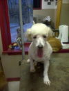 Poodle Patches