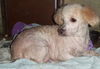 Poodle Patches