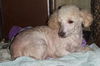 Poodle Patches