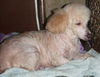 Poodle Patches