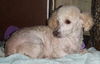 Poodle Patches