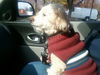 Toby Poodle