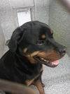 Roxy Rottie