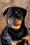 Roxy Rottie