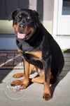 Roxy Rottie