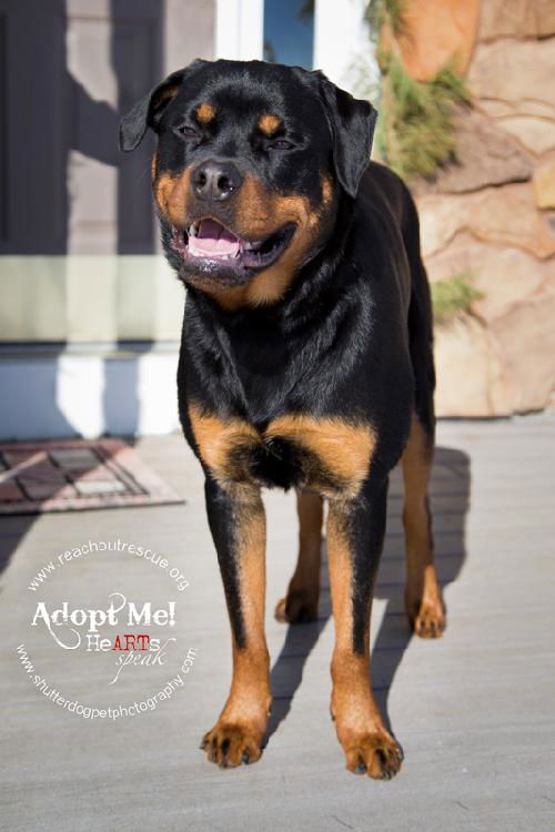 Roxy Rottie