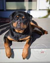 Roxy Rottie