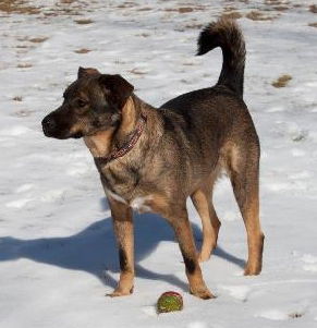 Barkley Dog