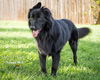 Tuffy
