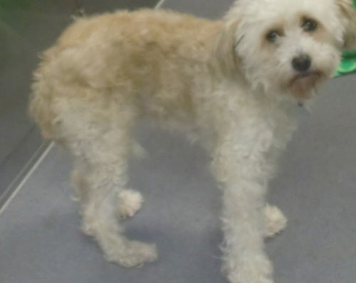 Chloe Poodle