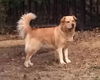 Josie