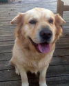 Josie