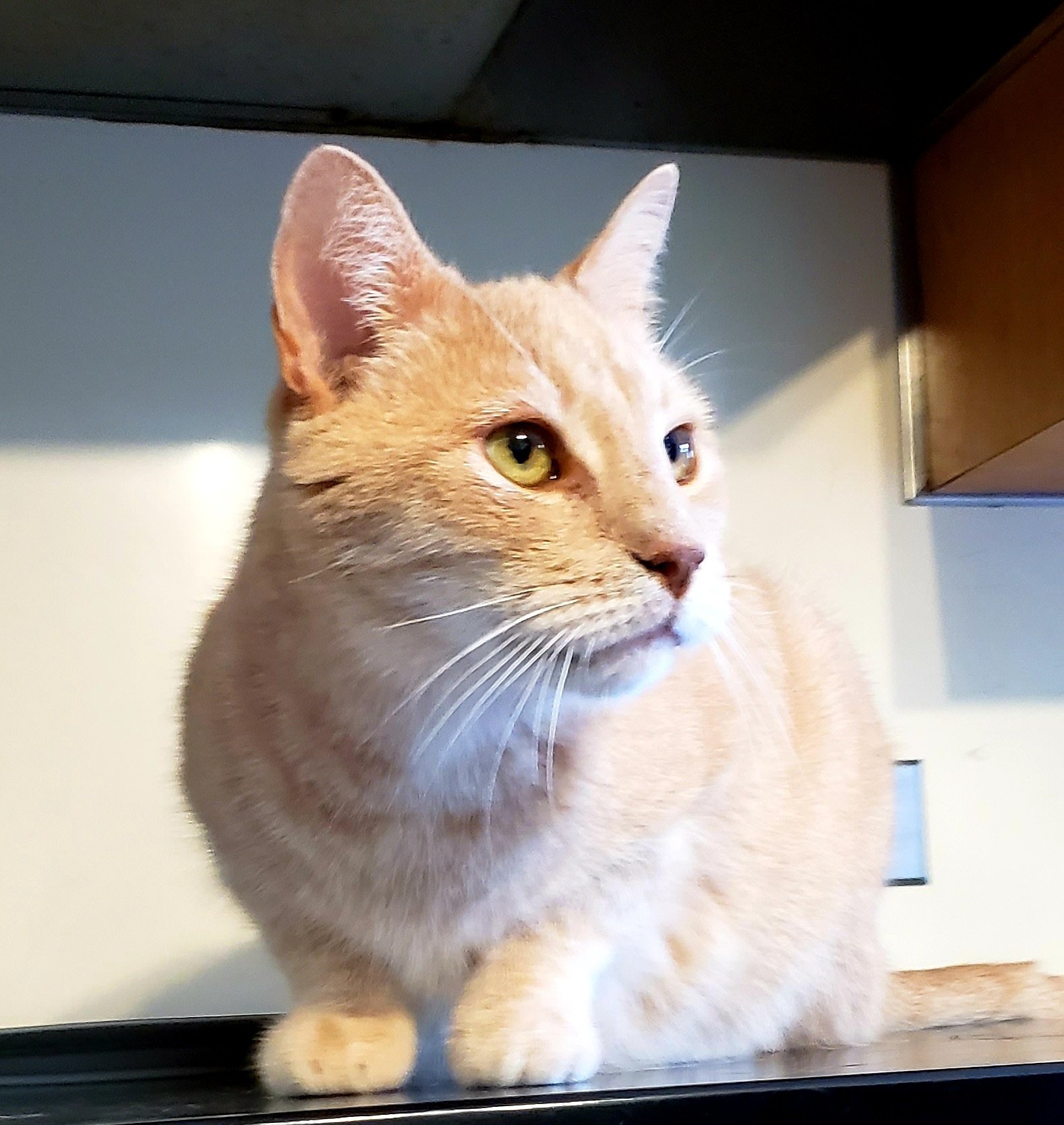 adoptable Cat in Westminster, MD named Timothy