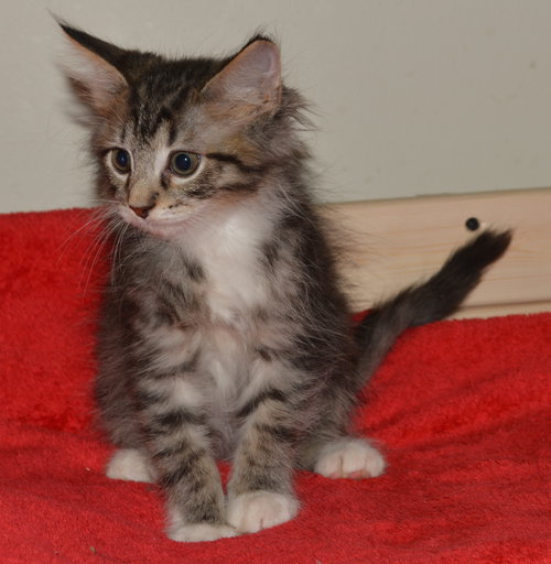 Atticus