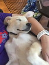 Tuffy