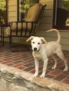 Tuffy