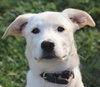 Tuffy