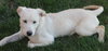 Tuffy