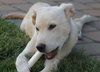 Tuffy