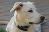 Tuffy