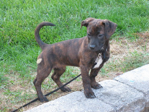 Juliette