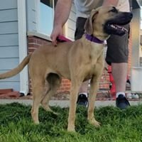 adoptable Dog in Knoxville, IA named Princess