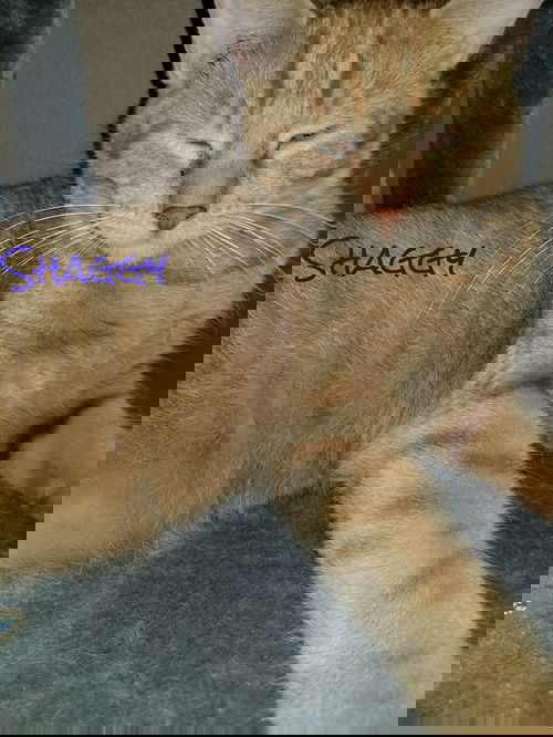 picture of the cat needing adoption