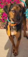 adoptable Dog in , IA named Ashmund