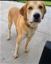 adoptable Dog in knoxville, IA named Cooper