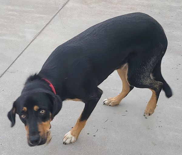 Dog for Adoption Dallas, a German Shepherd Dog in Windsor Heights, IA Alpha Paw