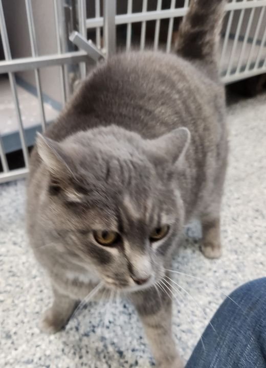 adoptable Cat in Knoxville, IA named Periwinkle