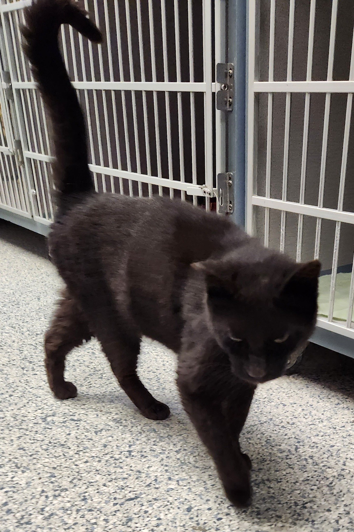 adoptable Cat in Knoxville, IA named Victor